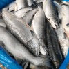 OK MASCOTA GATO - Pescado Blanco con Caviar de Arenque 5kg